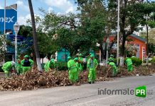 Brigadas verdes: solidaridad de la CDMX ante el desastre del huracán Grace La marea verde de la CDMX en labores de limpieza y retiro de árboles (Foto: Jorge Huerta E.)