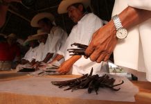 Se produce sólo 5% de vainilla de hace 70 años; cambio climático desfavorable en totonacapan Vainilla de la región del totonacapan ha sufrido por el cambio climático (Foto: Jorge Huerta E.)