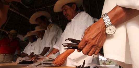 México produce muy poca vainilla en la actualidad a pesar de la denominación de origen "Vainilla de Papantla" (Foto: Jorge Huerta E.)