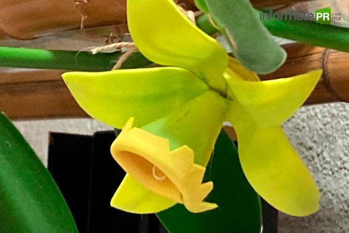 Flor de la vainilla (Foto: jorge Huerta E.)