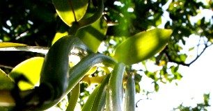 Vainilla verde (Foto: Jorge Huerta E.)